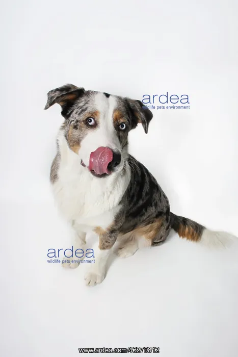 : Sitting mixed-breed dog licking nose : Sitting mixed-breed dog licking nose