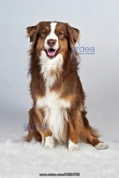 : Sitting red-merle-colored Australian Shepherd : Sitting red-merle-colored Australian Shepherd