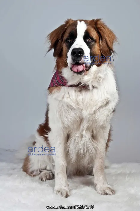 : Sitting Saint Bernard dog : Sitting Saint Bernard dog