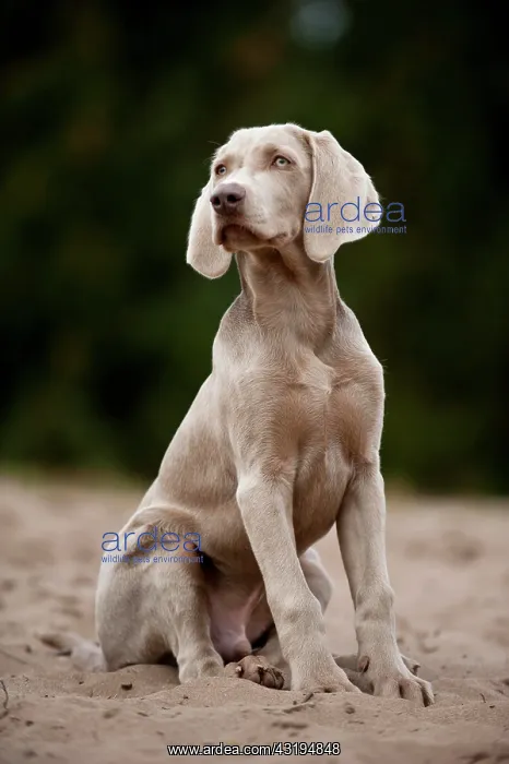 : Sitting Weimaraner puppy : Sitting Weimaraner puppy