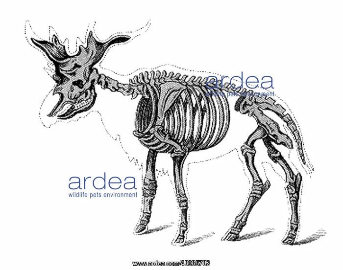 : Sivatherium, Cenozoic Mammal : Sivatherium, Cenozoic Mammal