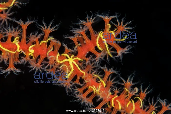 : Six-arm Brittle Stars : Six-arm Brittle Stars