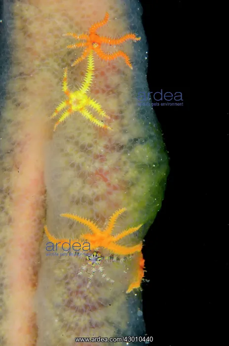 : Six-arm Brittle Stars on Tunicate Aer Bajo dive : Six-arm Brittle Stars on Tunicate Aer Bajo dive