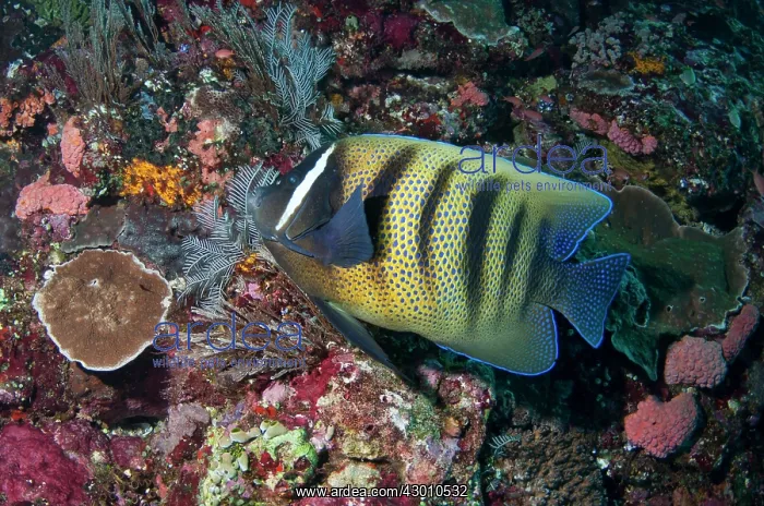: Six-banded Angelfish Batu Bulong dive site, Tatawa : Six-banded Angelfish Batu Bulong dive site, Tatawa