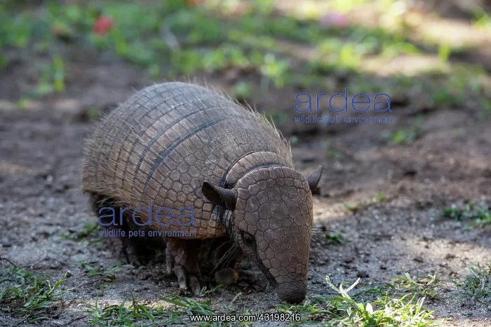 : Six-banded Armadillo (Euphractus sexcinctus), Pantanal : Six-banded Armadillo (Euphractus sexcinctus), Pantanal