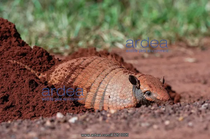 : Six-banded Armadillo (Euphractus sexcinctus) digging : Six-banded Armadillo (Euphractus sexcinctus) digging