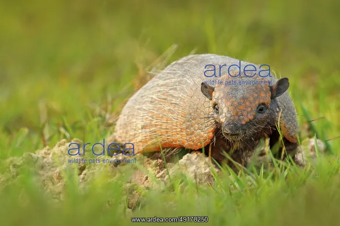 : Six-Banded Armadillo, Yellow Armadillo : Six-Banded Armadillo, Yellow Armadillo