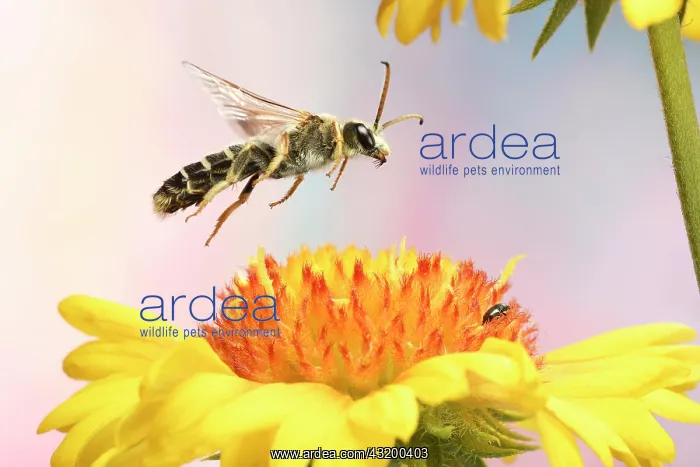 : Six-banded furrow bee (Halictus sexcinctus) in flight : Six-banded furrow bee (Halictus sexcinctus) in flight