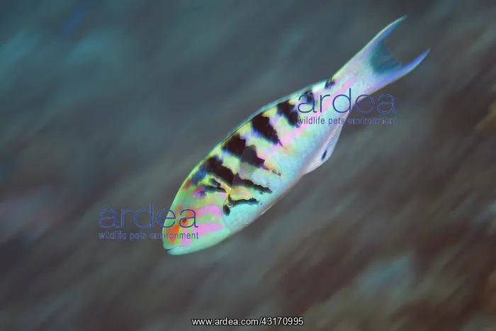: Six-Banded Wrasse (Thalassoma hardwickei) swimming : Six-Banded Wrasse (Thalassoma hardwickei) swimming