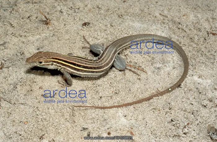 : Six-lined Racerunner : Six-lined Racerunner