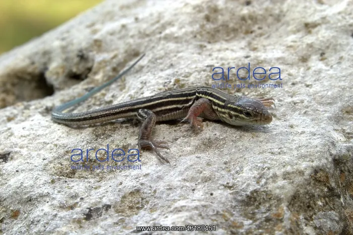  : Six-Lined Racerunner
