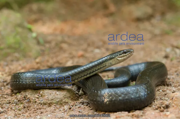 : Six-lined Water Snake : Six-lined Water Snake