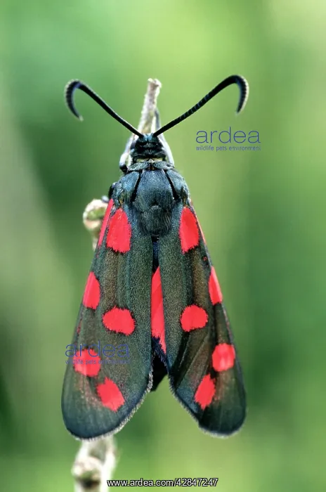: Six-spot Burnet : Six-spot Burnet