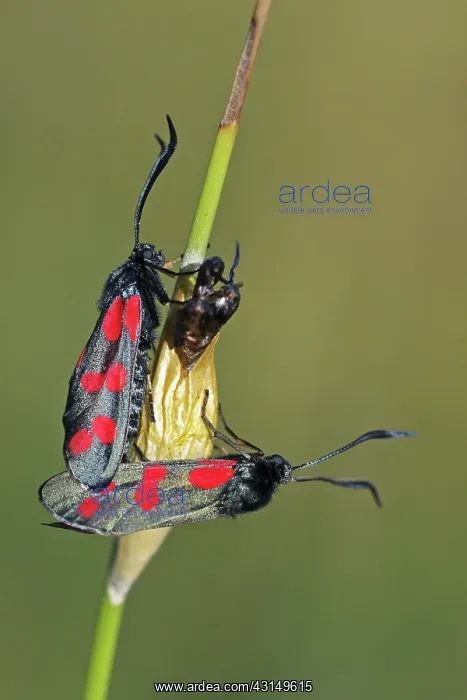 : Six-spot Burnet : Six-spot Burnet