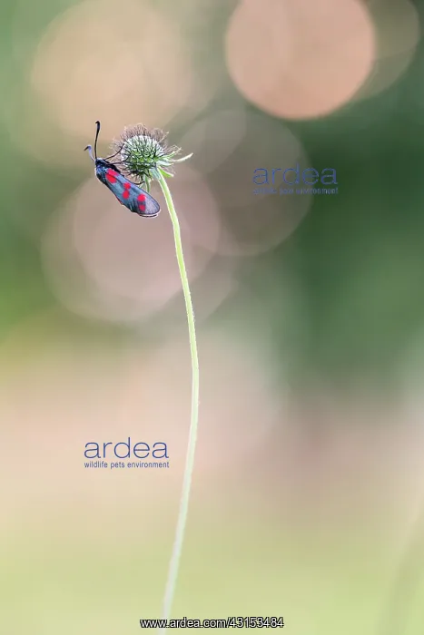 : Six-spot Burnet : Six-spot Burnet