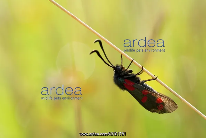 : Six-spot Burnet : Six-spot Burnet