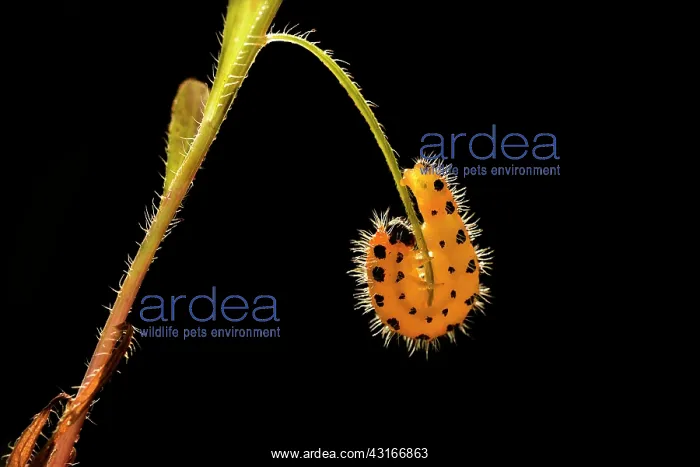 : Six-spot Burnet : Six-spot Burnet