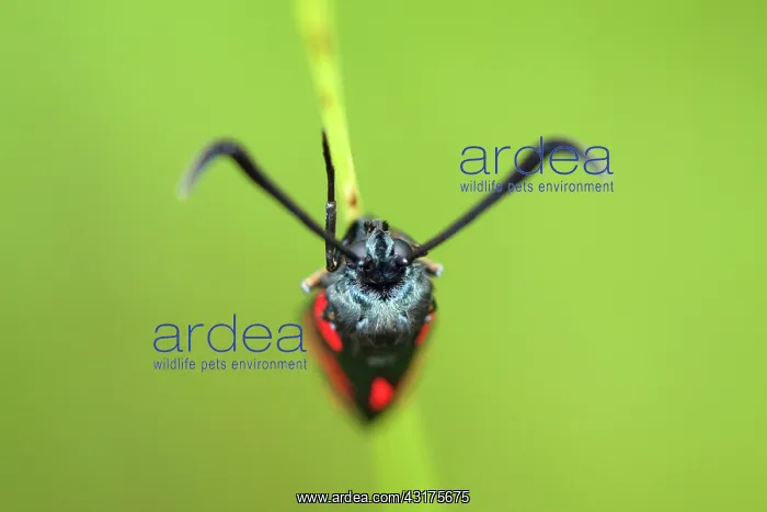 : Six-spot Burnet : Six-spot Burnet