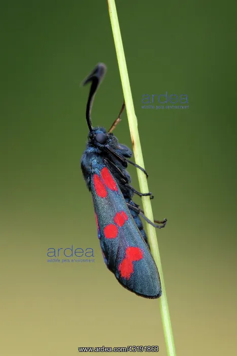 : Six-spot Burnet : Six-spot Burnet