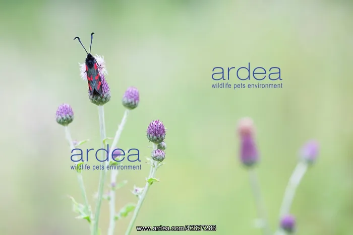 : Six-spot Burnet : Six-spot Burnet