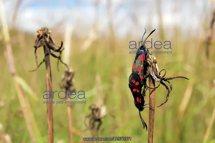 : Six-spot Burnet - mating pair - grass field - July : Six-spot Burnet - mating pair - grass field - July
