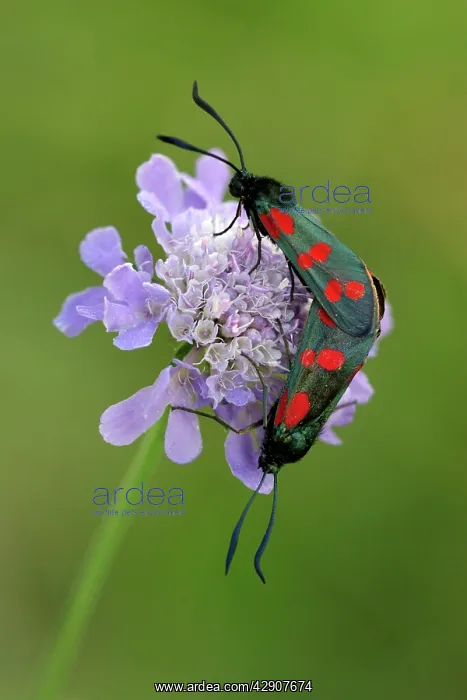 : Six-spot Burnet Moth- 2 mating on flower : Six-spot Burnet Moth- 2 mating on flower
