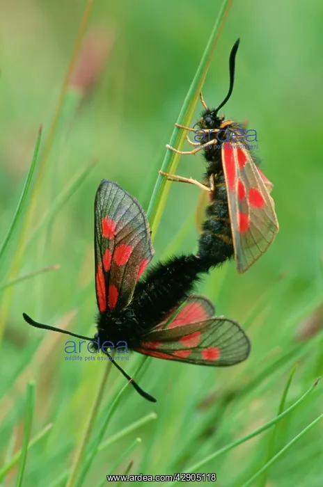 : Six-spot Burnet MOTH - Couple copulating : Six-spot Burnet MOTH - Couple copulating
