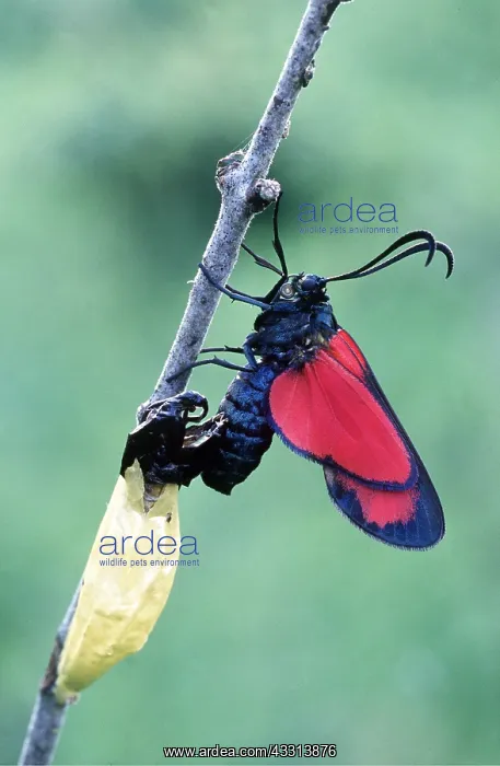 : SIX-SPOT BURNET MOTH - emerging from cocoon : SIX-SPOT BURNET MOTH - emerging from cocoon