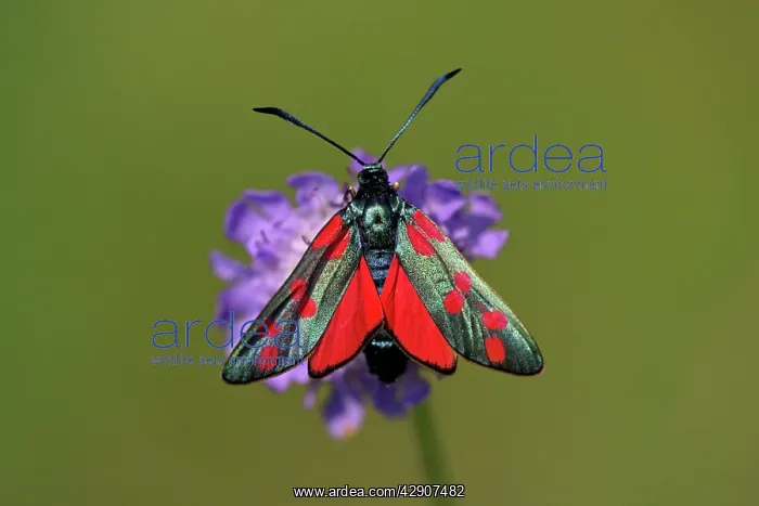 : Six-spot Burnet Moth - feeding on flower, Hessen, Germany : Six-spot Burnet Moth - feeding on flower, Hessen, Germany