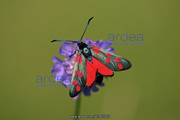 : Six-spot Burnet Moth - feeding on flower, Hessen, Germany : Six-spot Burnet Moth - feeding on flower, Hessen, Germany