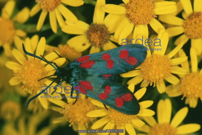 : Six-Spot Burnet Moth - on ragwort flowers : Six-Spot Burnet Moth - on ragwort flowers