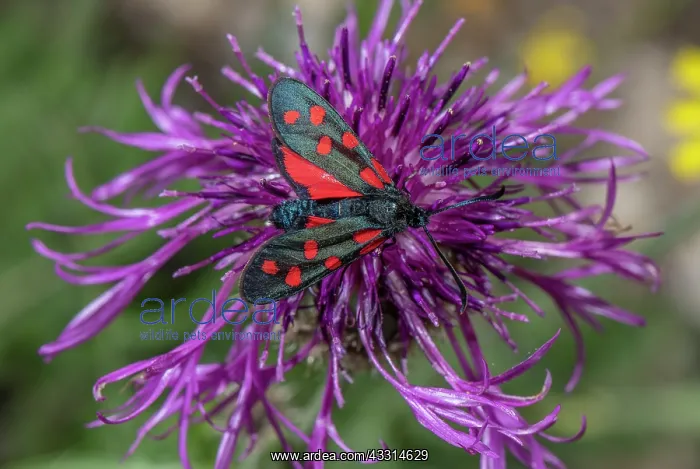 : Six-spot Burnet moth, Zygaena filipendulae, on G : Six-spot Burnet moth, Zygaena filipendulae, on G