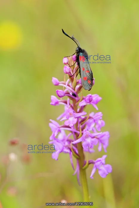 : Six-spot Burnet - resting on fragrant orchid : Six-spot Burnet - resting on fragrant orchid