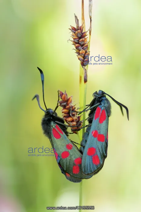 : Six-spot Burnet (Zygaena filipendulae) couple mating : Six-spot Burnet (Zygaena filipendulae) couple mating