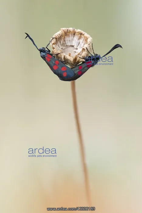 : Six-spot Burnet (zygaena filipendulae) mating : Six-spot Burnet (zygaena filipendulae) mating
