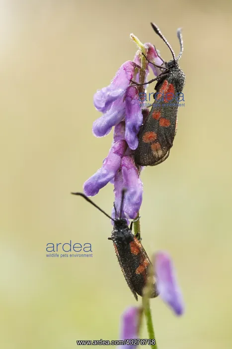 : Six-spot Burnet (Zygaena filipendulae) pair per : Six-spot Burnet (Zygaena filipendulae) pair per