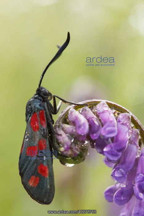 : Six-spot Burnet (Zygaena filipendulae) perched : Six-spot Burnet (Zygaena filipendulae) perched