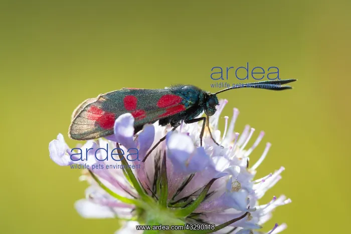  : six-spot burnet (Zygaena filipendulae) resting