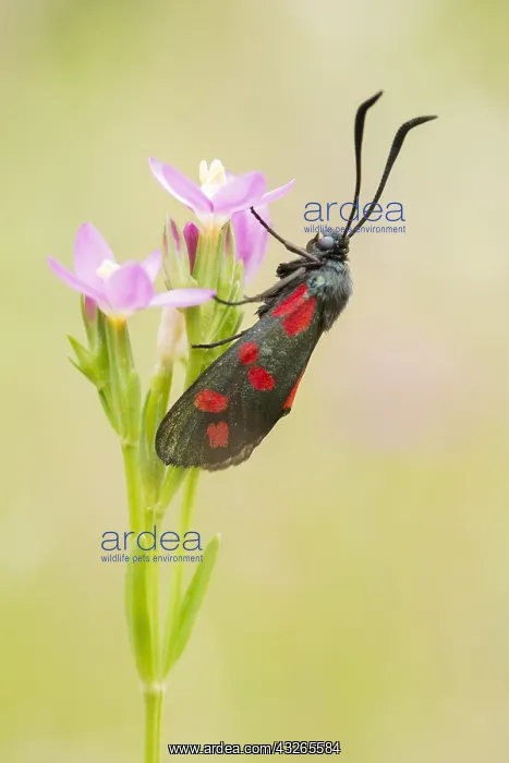 : Six-spot Burnet (Zygaena filipendulae) sitting : Six-spot Burnet (Zygaena filipendulae) sitting