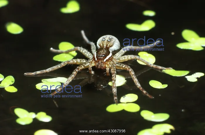 : Six-spotted Fishing Spider : Six-spotted Fishing Spider