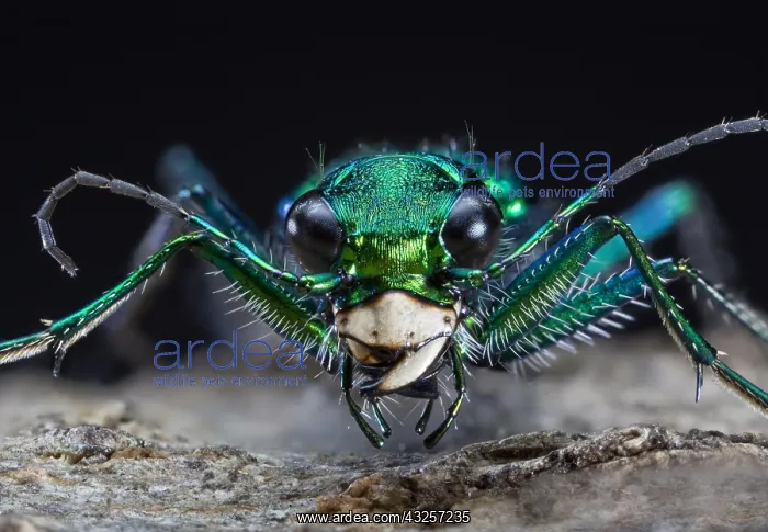 : Six-spotted Green Tiger Beetle Cicindela sexguttata : Six-spotted Green Tiger Beetle Cicindela sexguttata