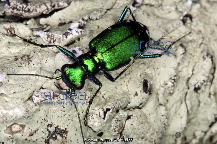 : Six-Spotted Tiger Beetle : Six-Spotted Tiger Beetle
