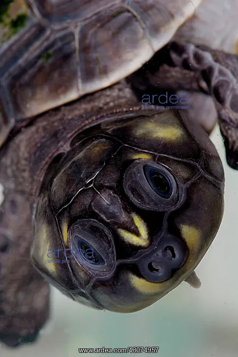 : Six-tubercled River Turtle : Six-tubercled River Turtle