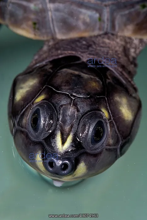 : Six-tubercled River Turtle : Six-tubercled River Turtle