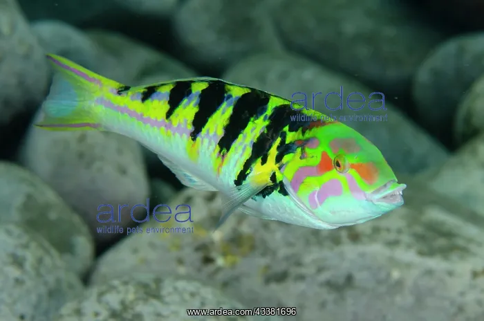 : Sixbar Wrasse - Liberty Wreck Dive Site, Tulamben : Sixbar Wrasse - Liberty Wreck Dive Site, Tulamben