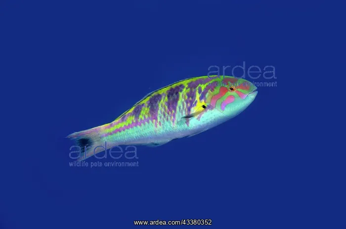 : Sixbar Wrasse - Wreck Slope dive site, Tulamben : Sixbar Wrasse - Wreck Slope dive site, Tulamben