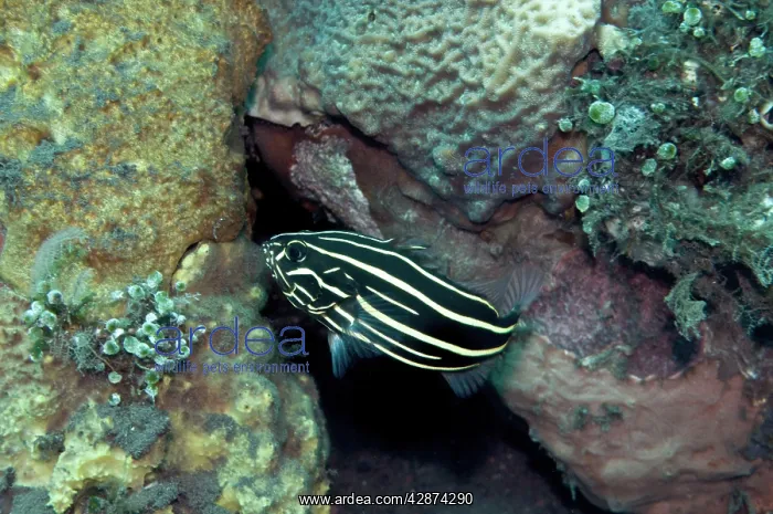 : Sixline Soapfish : Sixline Soapfish