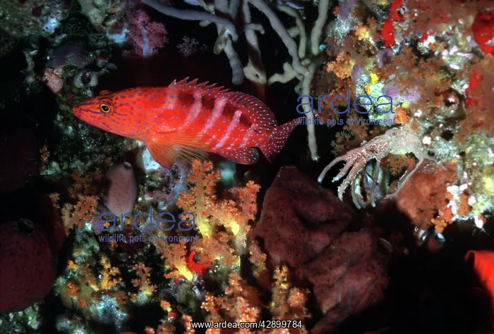  : Sixspot  /  Freckled Rockcod  /  Cave  /  sixspot Grouper