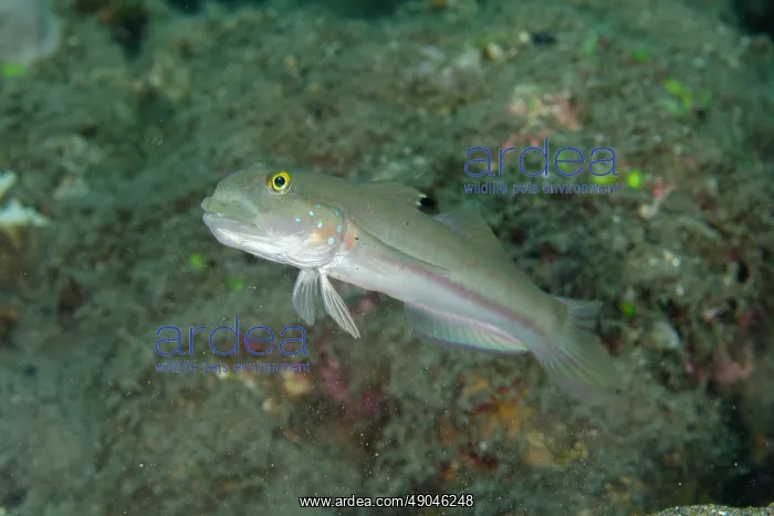 : Sixspot Goby : Sixspot Goby