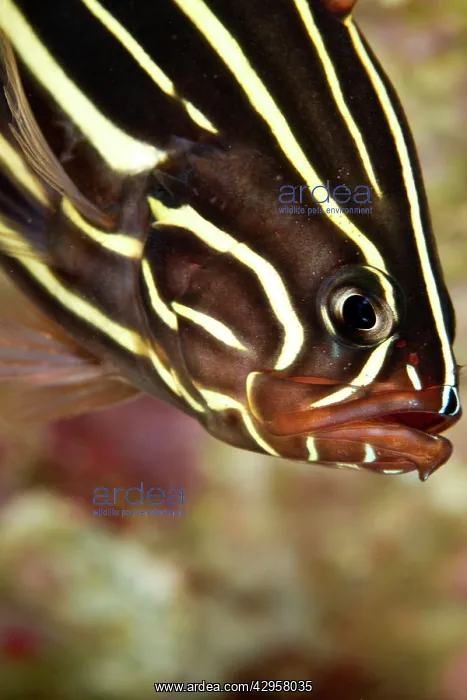 : Sixstripe Soapfish : Sixstripe Soapfish